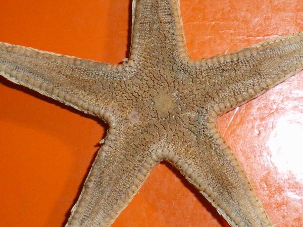 Stelle astropecten spiaggiate (Astropecten sp.)